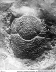 Historisches Foto von Cracensigillatus acutirostris (Moericke, 1889) (NHMW-AFW-GEO-BACHMAYER-FOTO-1990-0041-0619)